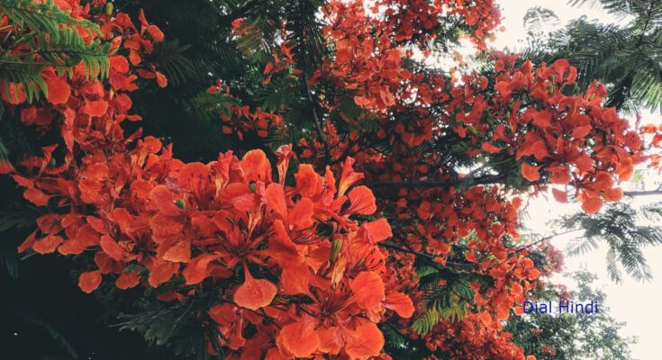 gulmohar